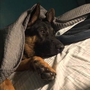 Meet your Posher, Amylia